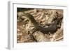 An Adult Mertens' Water Monitor (Varanus Mertensi) on the Banks of the Ord River-Michael Nolan-Framed Photographic Print