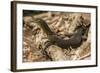 An Adult Mertens' Water Monitor (Varanus Mertensi) on the Banks of the Ord River-Michael Nolan-Framed Photographic Print