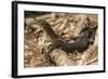 An Adult Mertens' Water Monitor (Varanus Mertensi) on the Banks of the Ord River-Michael Nolan-Framed Photographic Print