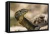 An Adult Mertens' Water Monitor (Varanus Mertensi) on the Banks of the Ord River-Michael Nolan-Framed Stretched Canvas