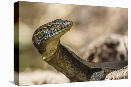 An Adult Mertens' Water Monitor (Varanus Mertensi) on the Banks of the Ord River-Michael Nolan-Stretched Canvas