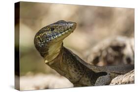 An Adult Mertens' Water Monitor (Varanus Mertensi) on the Banks of the Ord River-Michael Nolan-Stretched Canvas