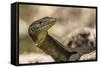 An Adult Mertens' Water Monitor (Varanus Mertensi) on the Banks of the Ord River-Michael Nolan-Framed Stretched Canvas