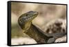 An Adult Mertens' Water Monitor (Varanus Mertensi) on the Banks of the Ord River-Michael Nolan-Framed Stretched Canvas