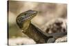 An Adult Mertens' Water Monitor (Varanus Mertensi) on the Banks of the Ord River-Michael Nolan-Stretched Canvas