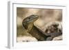 An Adult Mertens' Water Monitor (Varanus Mertensi) on the Banks of the Ord River-Michael Nolan-Framed Photographic Print