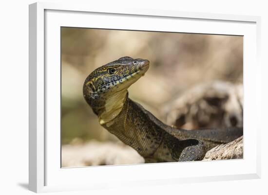 An Adult Mertens' Water Monitor (Varanus Mertensi) on the Banks of the Ord River-Michael Nolan-Framed Photographic Print