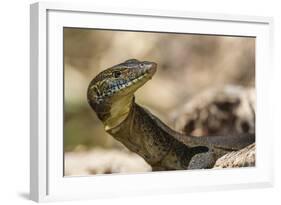 An Adult Mertens' Water Monitor (Varanus Mertensi) on the Banks of the Ord River-Michael Nolan-Framed Photographic Print