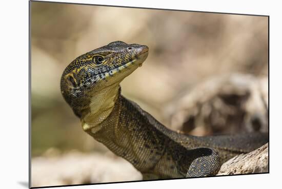 An Adult Mertens' Water Monitor (Varanus Mertensi) on the Banks of the Ord River-Michael Nolan-Mounted Photographic Print