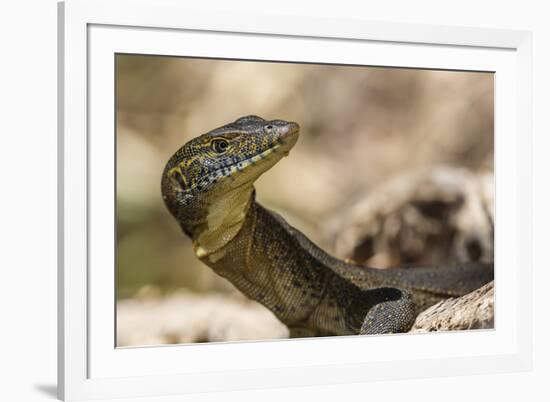 An Adult Mertens' Water Monitor (Varanus Mertensi) on the Banks of the Ord River-Michael Nolan-Framed Photographic Print