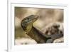 An Adult Mertens' Water Monitor (Varanus Mertensi) on the Banks of the Ord River-Michael Nolan-Framed Photographic Print