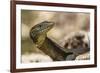 An Adult Mertens' Water Monitor (Varanus Mertensi) on the Banks of the Ord River-Michael Nolan-Framed Photographic Print