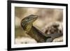 An Adult Mertens' Water Monitor (Varanus Mertensi) on the Banks of the Ord River-Michael Nolan-Framed Photographic Print