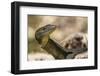 An Adult Mertens' Water Monitor (Varanus Mertensi) on the Banks of the Ord River-Michael Nolan-Framed Photographic Print