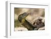 An Adult Mertens' Water Monitor (Varanus Mertensi) on the Banks of the Ord River-Michael Nolan-Framed Photographic Print