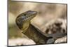 An Adult Mertens' Water Monitor (Varanus Mertensi) on the Banks of the Ord River-Michael Nolan-Mounted Photographic Print