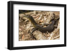 An Adult Mertens' Water Monitor (Varanus Mertensi) on the Banks of the Ord River-Michael Nolan-Framed Photographic Print