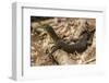 An Adult Mertens' Water Monitor (Varanus Mertensi) on the Banks of the Ord River-Michael Nolan-Framed Photographic Print