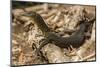 An Adult Mertens' Water Monitor (Varanus Mertensi) on the Banks of the Ord River-Michael Nolan-Mounted Photographic Print