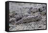 An Adult Mudskipper-Michael Nolan-Framed Stretched Canvas