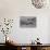 An Adult Mudskipper-Michael Nolan-Photographic Print displayed on a wall