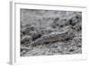 An Adult Mudskipper-Michael Nolan-Framed Photographic Print