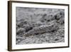 An Adult Mudskipper-Michael Nolan-Framed Photographic Print