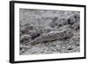 An Adult Mudskipper-Michael Nolan-Framed Photographic Print