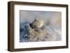 An Adult Mudskipper-Michael Nolan-Framed Photographic Print