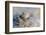 An Adult Mudskipper-Michael Nolan-Framed Photographic Print