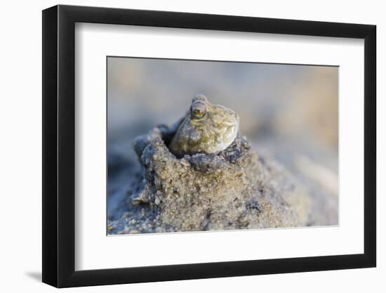 An Adult Mudskipper-Michael Nolan-Framed Photographic Print