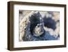 An Adult Mudskipper-Michael Nolan-Framed Photographic Print