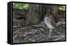 An Adult Nankeen Night Heron (Nycticorax Caledonicus) on the Banks of the Daintree River-Michael Nolan-Framed Stretched Canvas