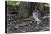 An Adult Nankeen Night Heron (Nycticorax Caledonicus) on the Banks of the Daintree River-Michael Nolan-Stretched Canvas