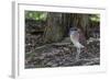 An Adult Nankeen Night Heron (Nycticorax Caledonicus) on the Banks of the Daintree River-Michael Nolan-Framed Photographic Print