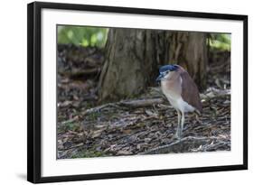 An Adult Nankeen Night Heron (Nycticorax Caledonicus) on the Banks of the Daintree River-Michael Nolan-Framed Photographic Print