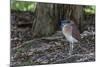 An Adult Nankeen Night Heron (Nycticorax Caledonicus) on the Banks of the Daintree River-Michael Nolan-Mounted Photographic Print