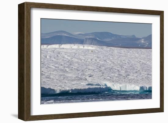 An Adult Polar Bear (Ursus Maritimus) on a Huge Iceberg in Arctic Harbour-Michael-Framed Photographic Print