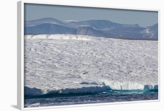 An Adult Polar Bear (Ursus Maritimus) on a Huge Iceberg in Arctic Harbour-Michael-Framed Photographic Print