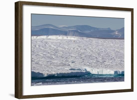 An Adult Polar Bear (Ursus Maritimus) on a Huge Iceberg in Arctic Harbour-Michael-Framed Photographic Print