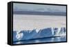 An Adult Polar Bear (Ursus Maritimus) on the Edge of a Huge Iceberg in Arctic Harbour-Michael-Framed Stretched Canvas