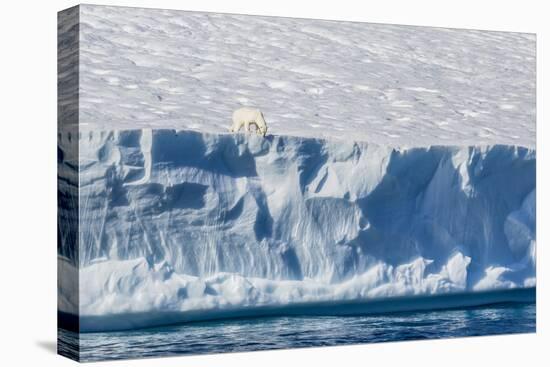 An Adult Polar Bear (Ursus Maritimus) on the Edge of a Huge Iceberg in Arctic Harbour-Michael-Stretched Canvas