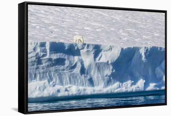 An Adult Polar Bear (Ursus Maritimus) on the Edge of a Huge Iceberg in Arctic Harbour-Michael-Framed Stretched Canvas