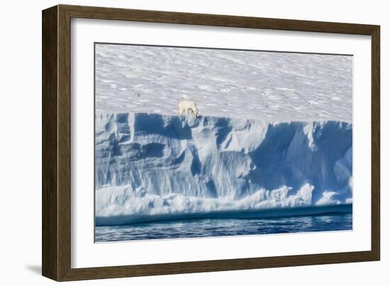 An Adult Polar Bear (Ursus Maritimus) on the Edge of a Huge Iceberg in Arctic Harbour-Michael-Framed Photographic Print