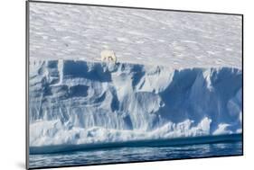 An Adult Polar Bear (Ursus Maritimus) on the Edge of a Huge Iceberg in Arctic Harbour-Michael-Mounted Photographic Print