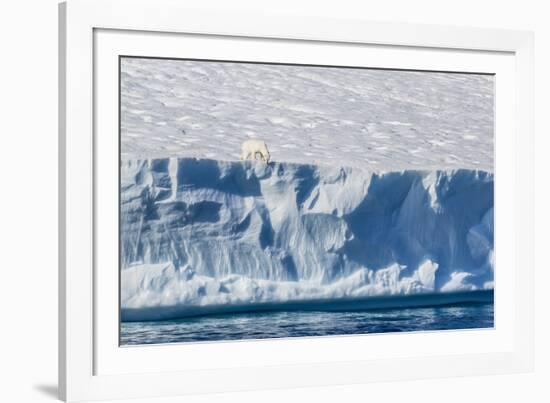 An Adult Polar Bear (Ursus Maritimus) on the Edge of a Huge Iceberg in Arctic Harbour-Michael-Framed Photographic Print