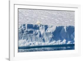 An Adult Polar Bear (Ursus Maritimus) on the Edge of a Huge Iceberg in Arctic Harbour-Michael-Framed Photographic Print