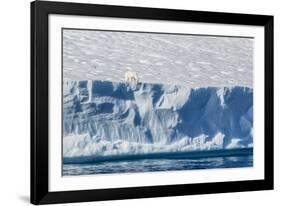 An Adult Polar Bear (Ursus Maritimus) on the Edge of a Huge Iceberg in Arctic Harbour-Michael-Framed Photographic Print