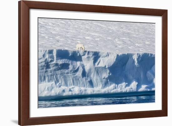 An Adult Polar Bear (Ursus Maritimus) on the Edge of a Huge Iceberg in Arctic Harbour-Michael-Framed Photographic Print