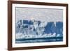 An Adult Polar Bear (Ursus Maritimus) on the Edge of a Huge Iceberg in Arctic Harbour-Michael-Framed Photographic Print